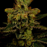 π Master Kush Autoflower Seeds (100% off)
